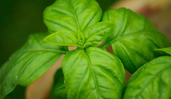 Basil – A Herb We All Need Today For A Healthy Mind, Body & Soul