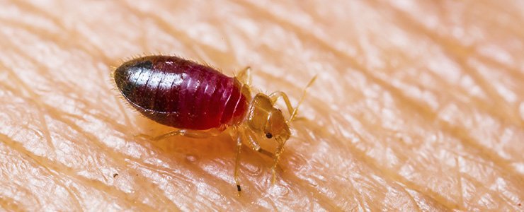 7 Essential Oils For Getting Rid Of The Tiny Vampires – Bed Bugs