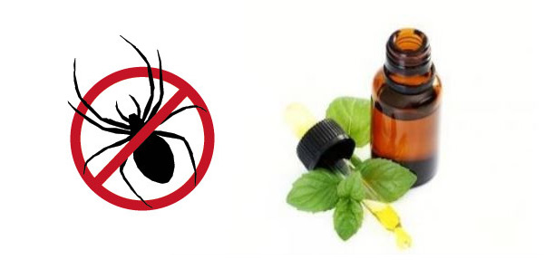 Peppermint oil for spiders