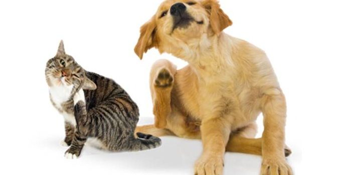 How To Use Essential Oils For Fleas On Dogs and Cats – Precautions Included