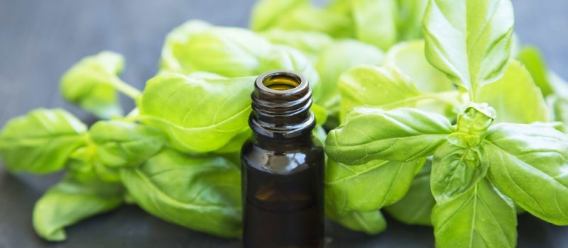 Basil Essential Oil For Hair Growth And Dandruff – Best Homemade Tonics And Recipes